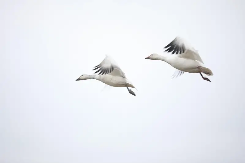 Indian furniture supplier canada