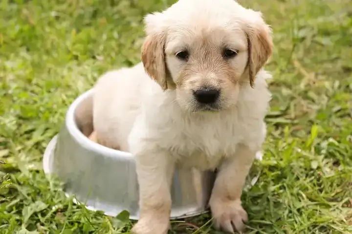 Dog bowl stand
