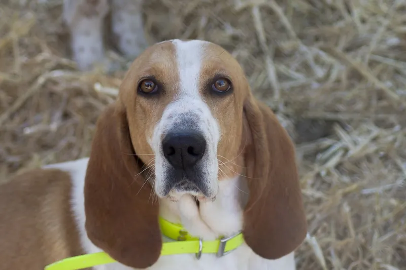 Hundebox-Möbel — Hersteller & Exporteur im Großhandel