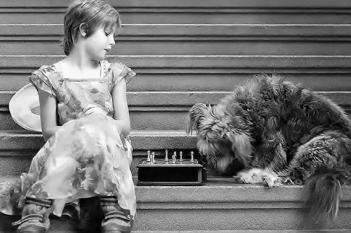 Dog stairs