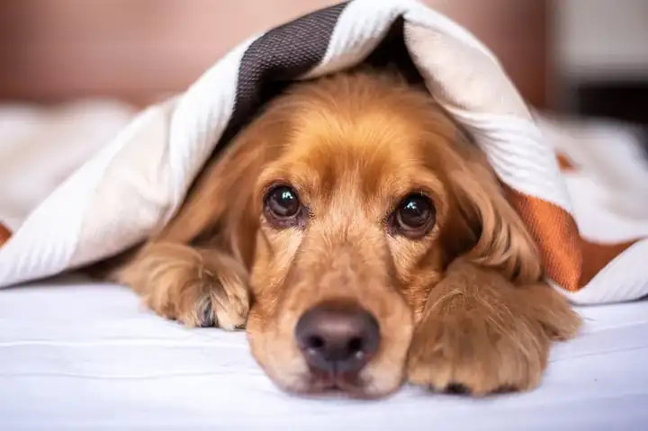Erhöhte Hundebetten — Hersteller Massivholz-Hundeliege