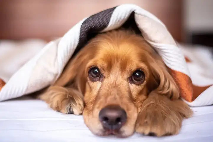 Erhöhte Hundebetten — Großhandel & Hersteller