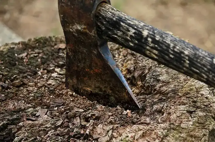 Mango wood trunk